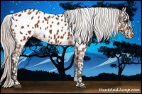 Horse Color:Silver Bay Near Leopard Rabicano 