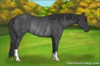 Horse Color:Smoky Black Rabicano 
