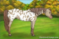 Horse Color:Red Dun Appaloosa 