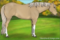 Horse Color:Palomino