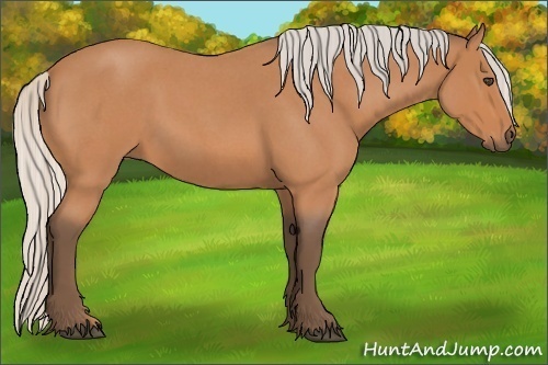 Horse Color:Silver Bay Roan 