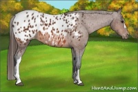 Horse Color:Bay Appaloosa 