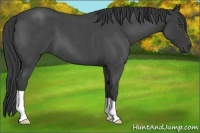 Horse Color:Smoky Blue Roan 