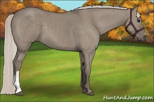 Horse Color:Silver Grullo 
