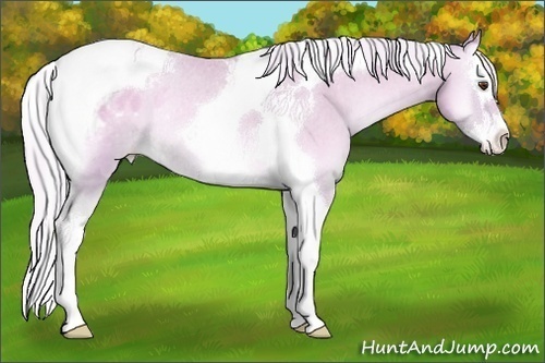Horse Color:Watercolor Silver Classic Cream Champagne Onyx Splash Tobiano Varnish Rabicano 