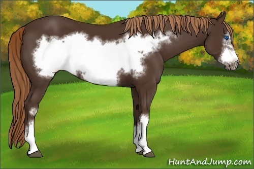 Horse Color:Liver Chestnut Frame 