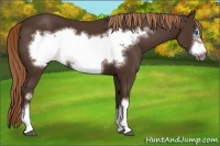Horse Color:Liver Chestnut Frame 