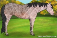 Horse Color:Bay Ice 