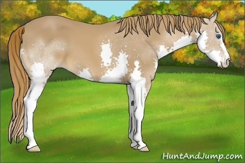 Horse Color:Chestnut Splash