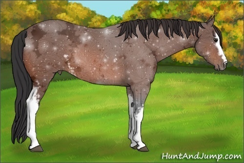 Horse Color:White Spotted Bay Ice Rabicano 