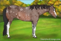 Horse Color:White Spotted Bay Ice Rabicano