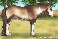 Horse Color:Liver Red Onyx Sabino 