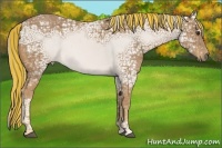 Horse Color:Painted Palomino Ice Rabicano