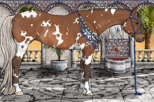 Horse Color:White Spotted Silver Bay Rabicano 