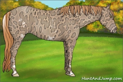 Horse Color:White Spotted Gold Champagne Ice 