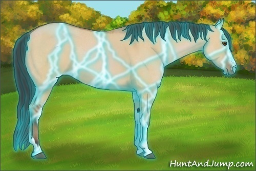 Horse Color:Thunderstruck Bay Dun