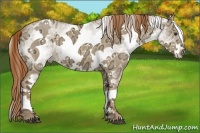 Horse Color:White Spotted Red Dun Ice 
