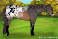 Horse Color:Buckskin Ice Appaloosa 