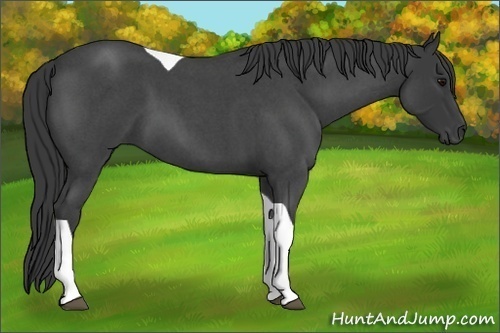 Horse Color:Blue Roan Tobiano