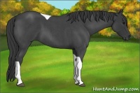 Horse Color:Blue Roan Tobiano