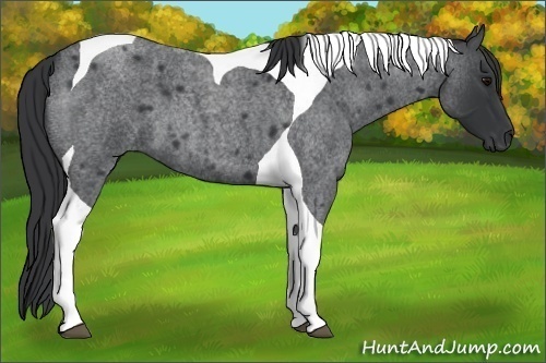 Horse Color:Blue Roan Tobiano 