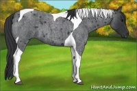 Horse Color:Blue Roan Tobiano
