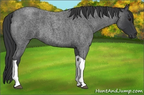 Horse Color:Blue Roan Tobiano