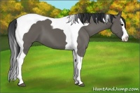 Horse Color:Grullo Splash Tobiano