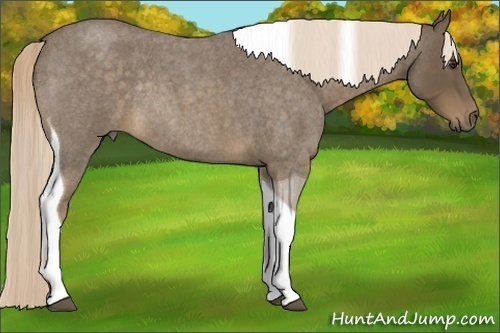 Horse Color:Chocolate Palomino Roan Tobiano Rabicano