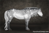 Horse Color:White Spotted Silver Brown Chinchilla Dun Rabicano 