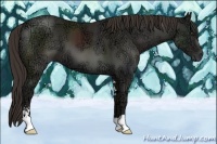 Horse Color:Liver Chestnut Ice Sabino 