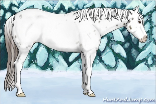 Horse Color:White Spotted Liver Chestnut Ice Sabino Frame Appaloosa 
