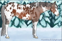 Horse Color:White Spotted Bay Splash Appaloosa Rabicano 