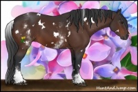 Horse Color:White Spotted Bay Rabicano 