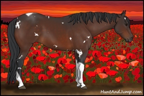 Horse Color:White Spotted Bay Tobiano 