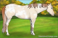 Horse Color:White Spotted Buckskin Pearl Dun 