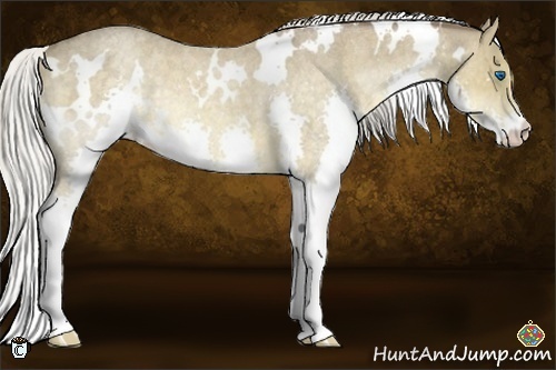 Horse Color:White Spotted Chocolate Silver Buckskin Roan Splash Rabicano 