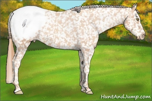 Horse Color:Gold Champagne Appaloosa 