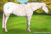 Horse Color:Gold Champagne Snowflake Varnish