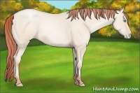 Horse Color:Sable Cream Champagne Pearl 