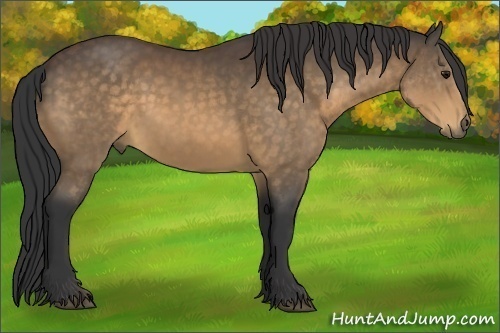 Horse Color:Buckskin