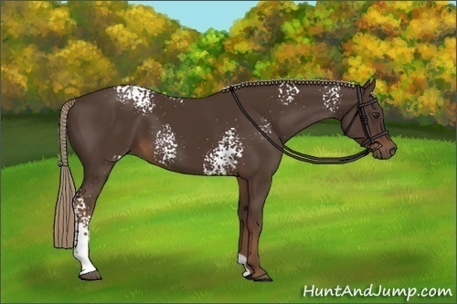 Horse Color:White Spotted Liver Chestnut 