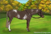 Horse Color:White Spotted Liver Chestnut 
