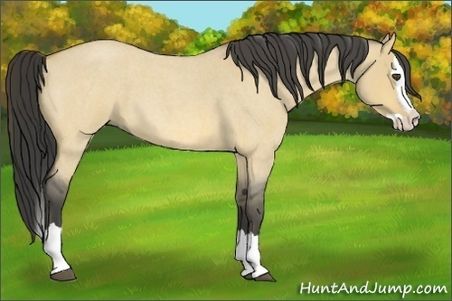 Horse Color:Buckskin Roan Dun Splash 