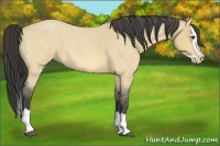 Horse Color:Buckskin Roan Dun Splash