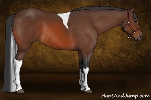 Horse Color:Bay Tobiano Rabicano 