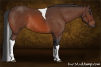 Horse Color:Bay Tobiano Rabicano 