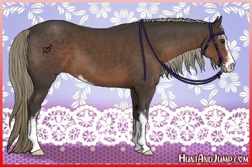 Horse Color:Liver Chestnut Sabino