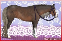 Horse Color:Liver Chestnut Sabino