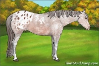 Horse Color:Bay Ice Sabino Appaloosa Rabicano
